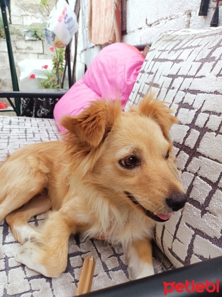 Sokö (Sokak Köpeği), Köpek  Lukçe fotoğrafı
