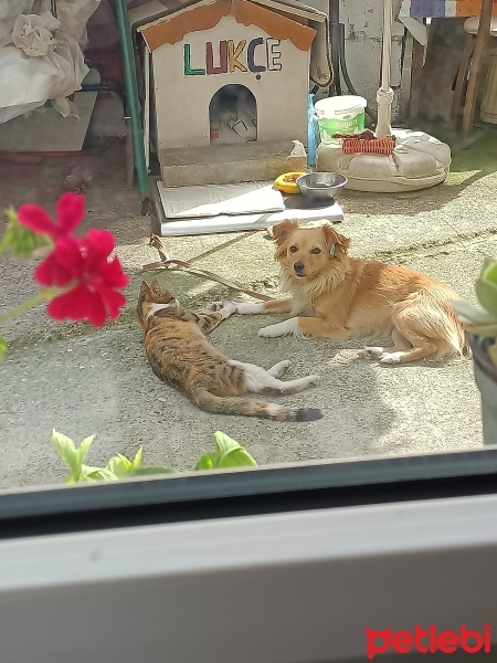 Sokö (Sokak Köpeği), Köpek  Lukçe fotoğrafı
