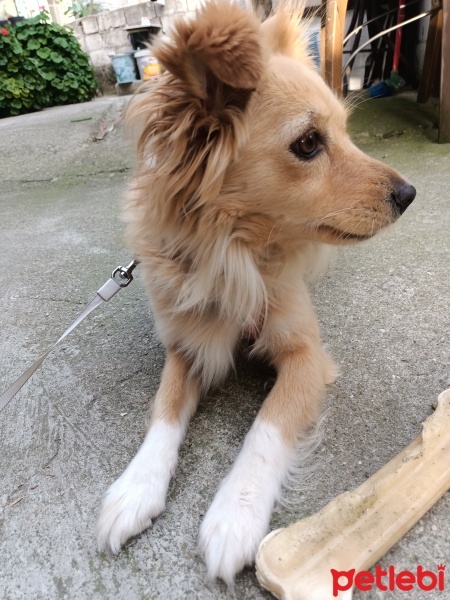 Sokö (Sokak Köpeği), Köpek  Lukçe fotoğrafı