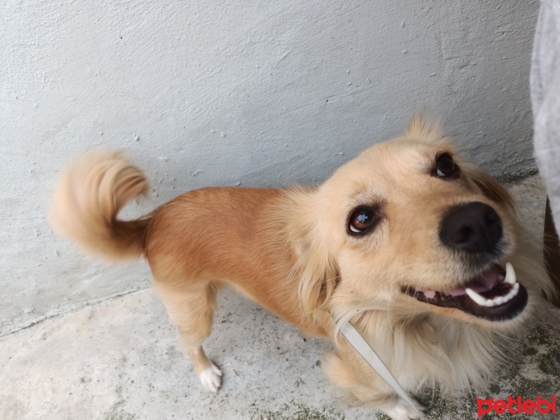 Sokö (Sokak Köpeği), Köpek  Lukçe fotoğrafı