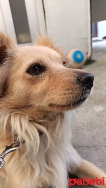 Sokö (Sokak Köpeği), Köpek  Lukçe fotoğrafı