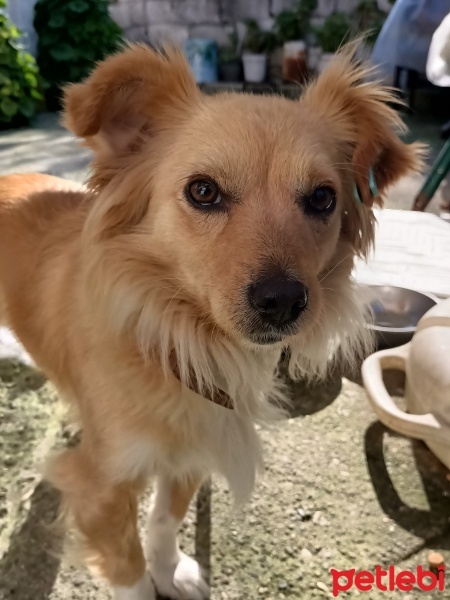 Sokö (Sokak Köpeği), Köpek  Lukçe fotoğrafı