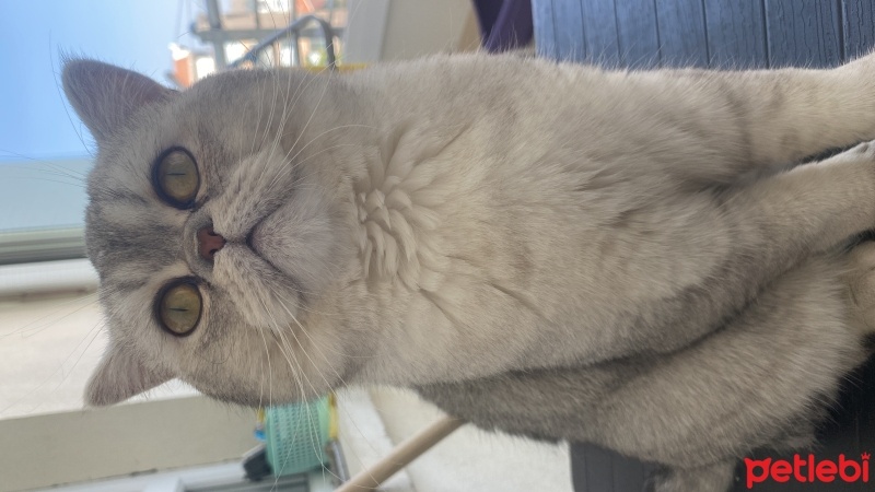 British Shorthair, Kedi  Duman fotoğrafı