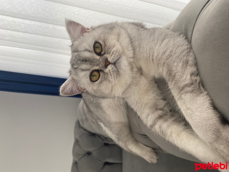 British Shorthair, Kedi  Duman fotoğrafı