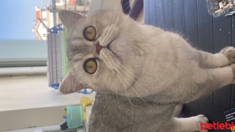 British Shorthair, Kedi  Duman fotoğrafı