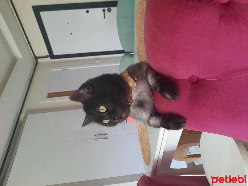 British Shorthair, Kedi  Gölge fotoğrafı