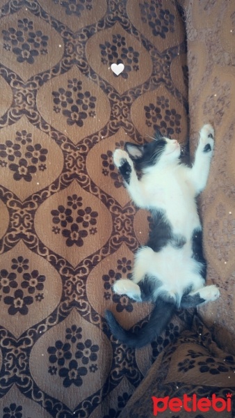 Tuxedo (Smokin) Kedi, Kedi  Prens fotoğrafı