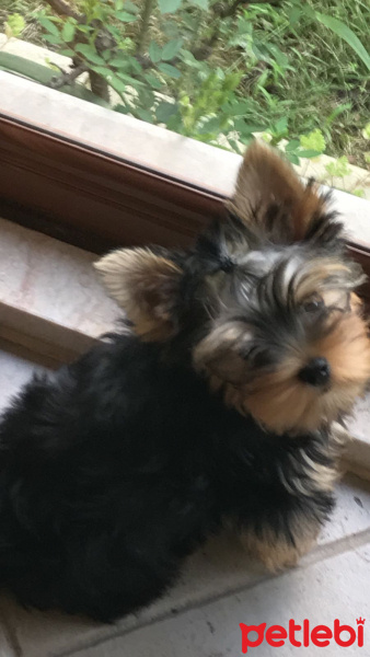 Yorkshire Terrier, Köpek  Ceviz fotoğrafı