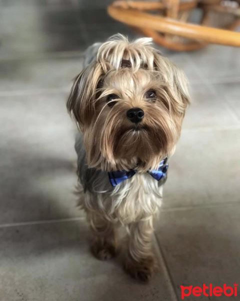 Yorkshire Terrier, Köpek  Ceviz fotoğrafı