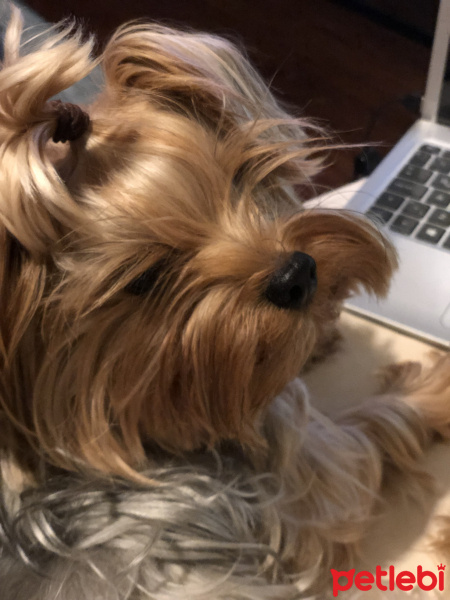 Yorkshire Terrier, Köpek  Ceviz fotoğrafı
