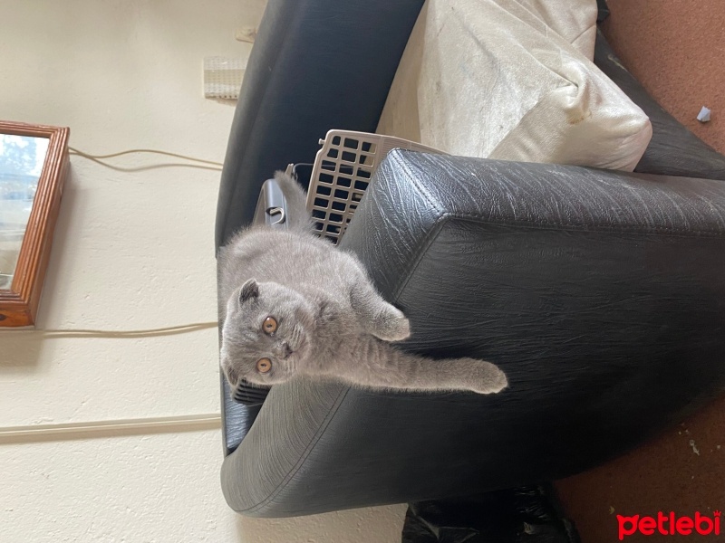 Scottish Fold, Kedi  Pamuk fotoğrafı