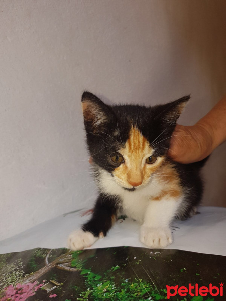 Tekir Kedi, Kedi  1.5 aylık yavru minnak sizi bekliyor fotoğrafı