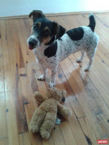 Jack Russell Terrier, Köpek  Lilith fotoğrafı