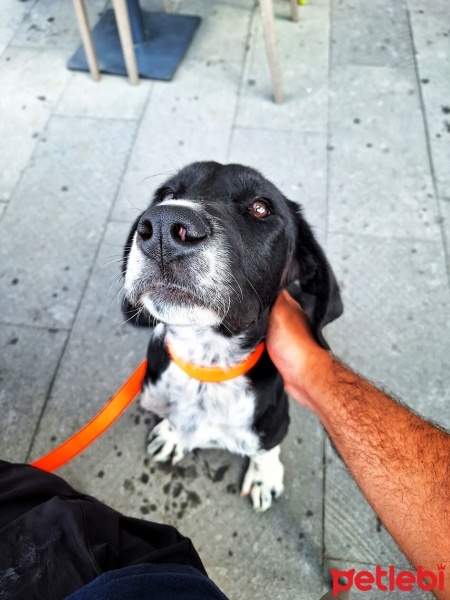Sokö (Sokak Köpeği), Köpek  Daisy fotoğrafı