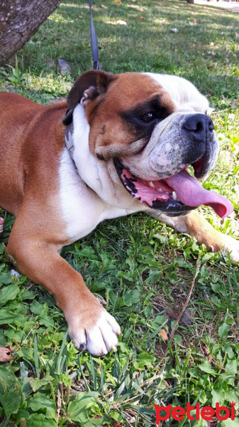 İngiliz Bulldog, Köpek  Cash fotoğrafı