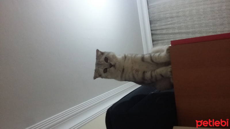Scottish Fold, Kedi  Yakışıklı fotoğrafı