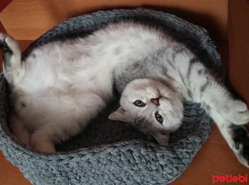 Scottish Fold, Kedi  Yakışıklı fotoğrafı