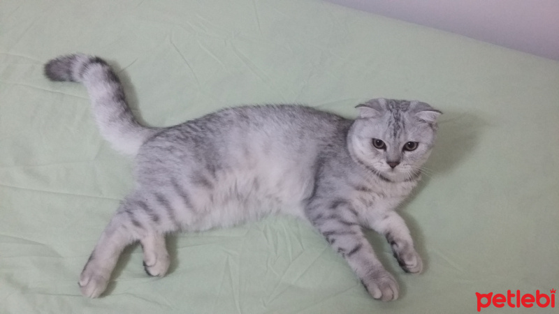 Scottish Fold, Kedi  Yakışıklı fotoğrafı