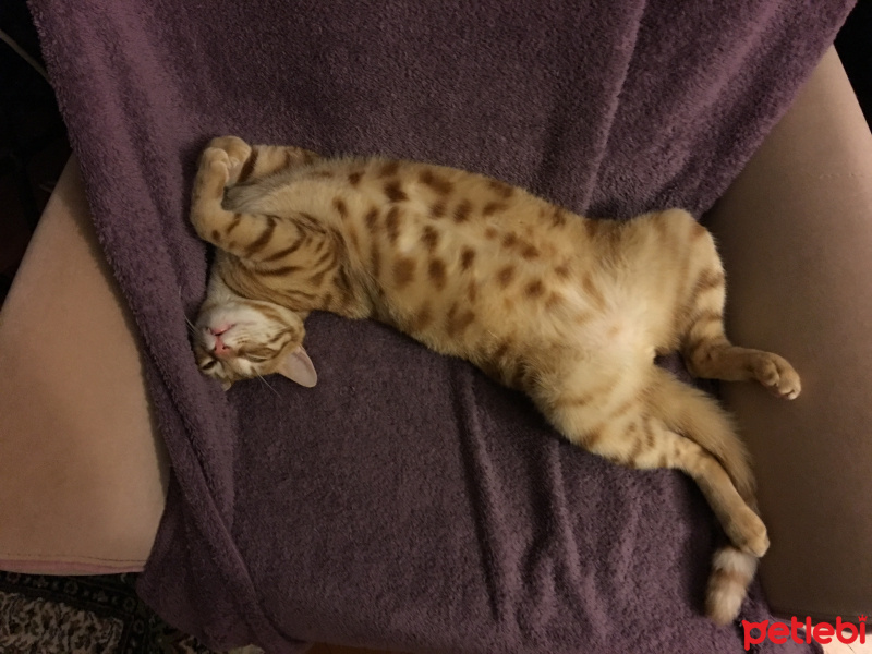 Tekir Kedi, Kedi  Tarcin fotoğrafı