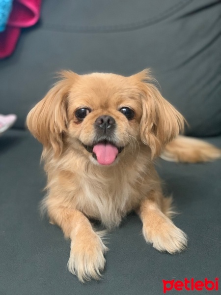 Pekingese, Köpek  Aşk fotoğrafı