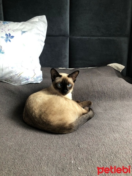 Siyam Kedisi, Kedi  Venüs fotoğrafı