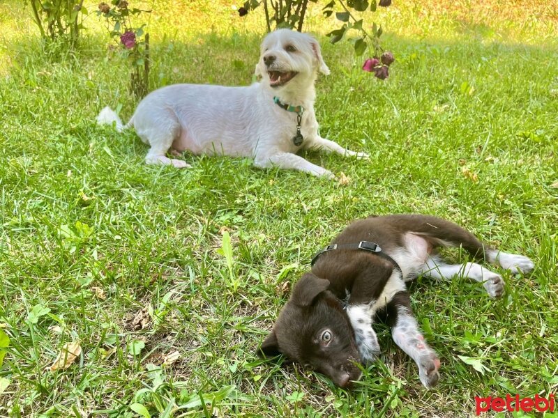 Basenji, Köpek  Bella Xena fotoğrafı