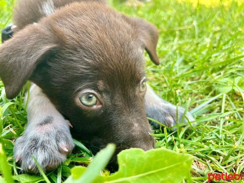 Basenji, Köpek  Bella Xena fotoğrafı