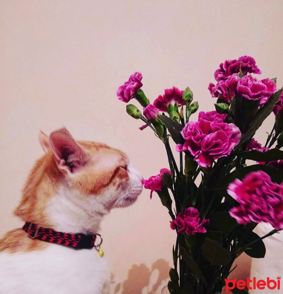 Tekir Kedi, Kedi  Kirli  fotoğrafı