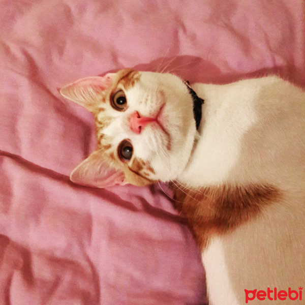 Tekir Kedi, Kedi  Kirli  fotoğrafı