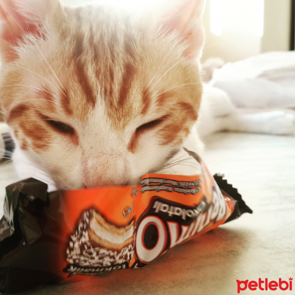 Tekir Kedi, Kedi  Kirli  fotoğrafı