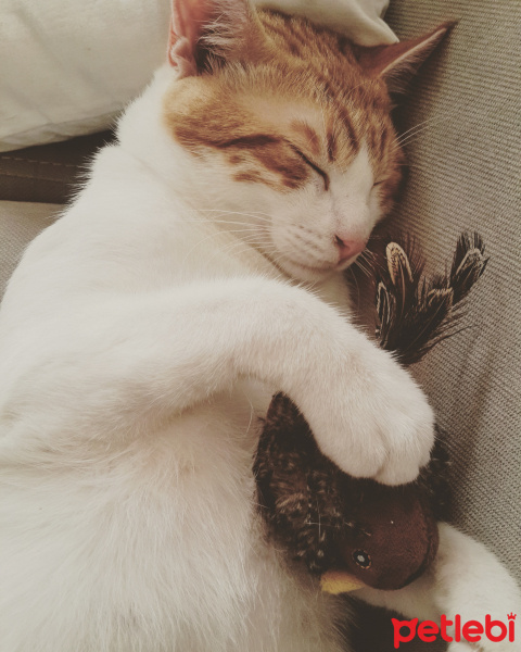 Tekir Kedi, Kedi  Kirli  fotoğrafı