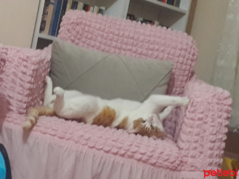Tekir Kedi, Kedi  Kirli  fotoğrafı