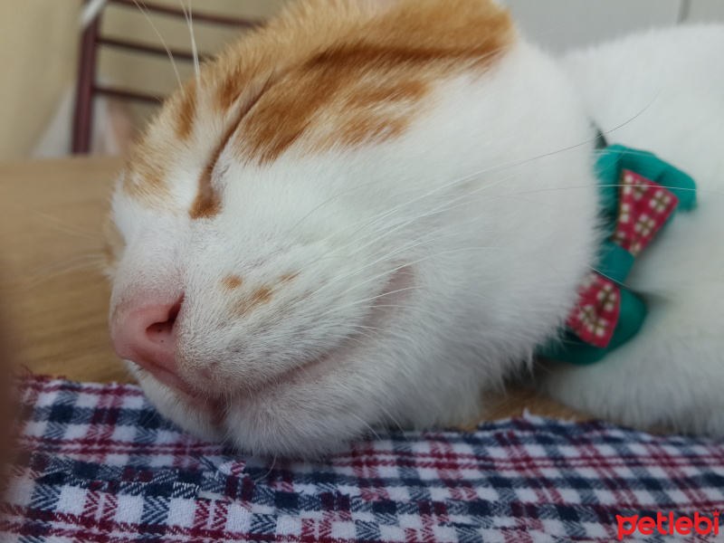 Tekir Kedi, Kedi  Kirli  fotoğrafı