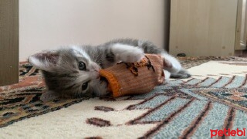 Tekir Kedi, Kedi  Şanslı fotoğrafı