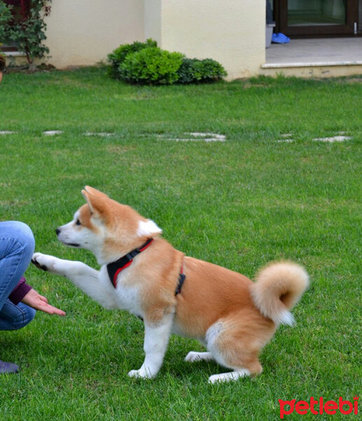 Border Collie, Köpek  lobo fotoğrafı