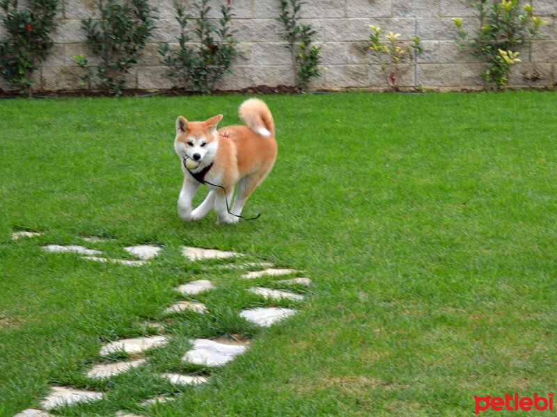 Border Collie, Köpek  lobo fotoğrafı