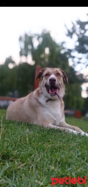 Golden Retriever, Köpek  Alex fotoğrafı