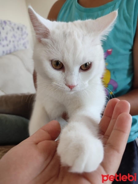 British Shorthair, Kedi  Luna ve pofi fotoğrafı