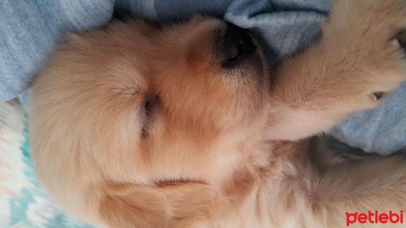 Golden Retriever, Köpek  HAVUÇ fotoğrafı