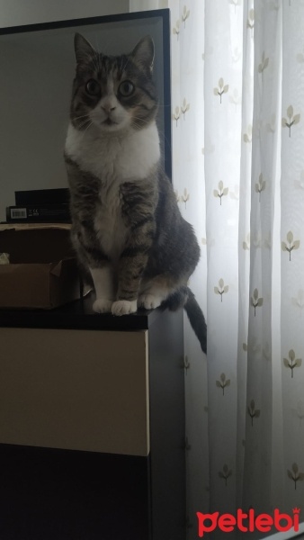 Tekir Kedi, Kedi  Tarçın fotoğrafı
