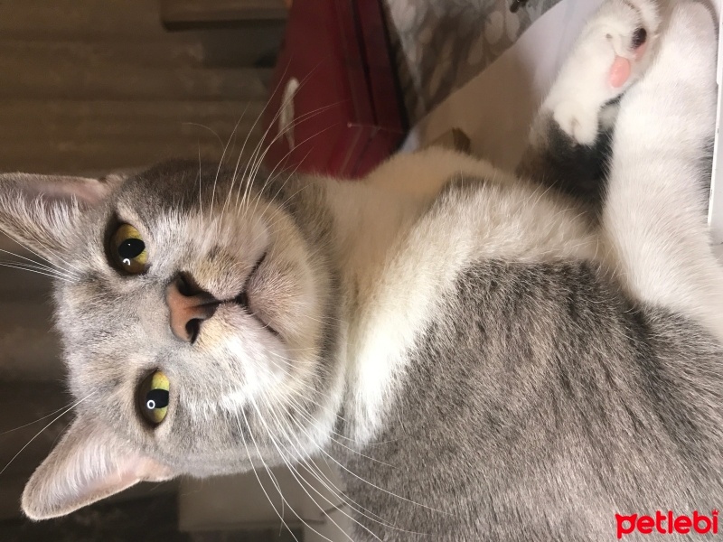 Tekir Kedi, Kedi  Bulut fotoğrafı