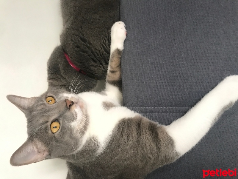 Tekir Kedi, Kedi  Bulut fotoğrafı