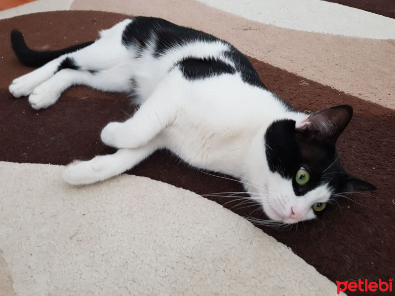 Tekir Kedi, Kedi  zeytin fotoğrafı