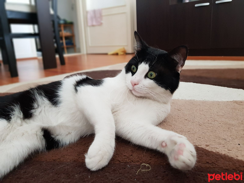 Tekir Kedi, Kedi  zeytin fotoğrafı