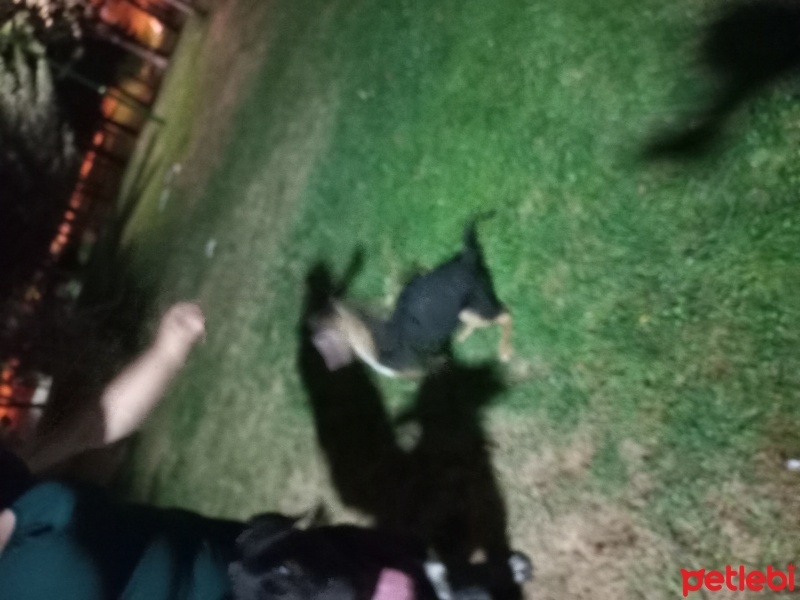 Rottweiler, Köpek  Lilith fotoğrafı
