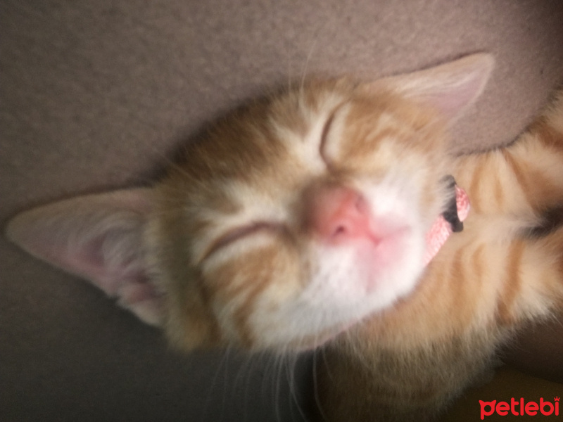 Tekir Kedi, Kedi  Kahraman fotoğrafı