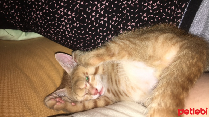 Tekir Kedi, Kedi  Kahraman fotoğrafı
