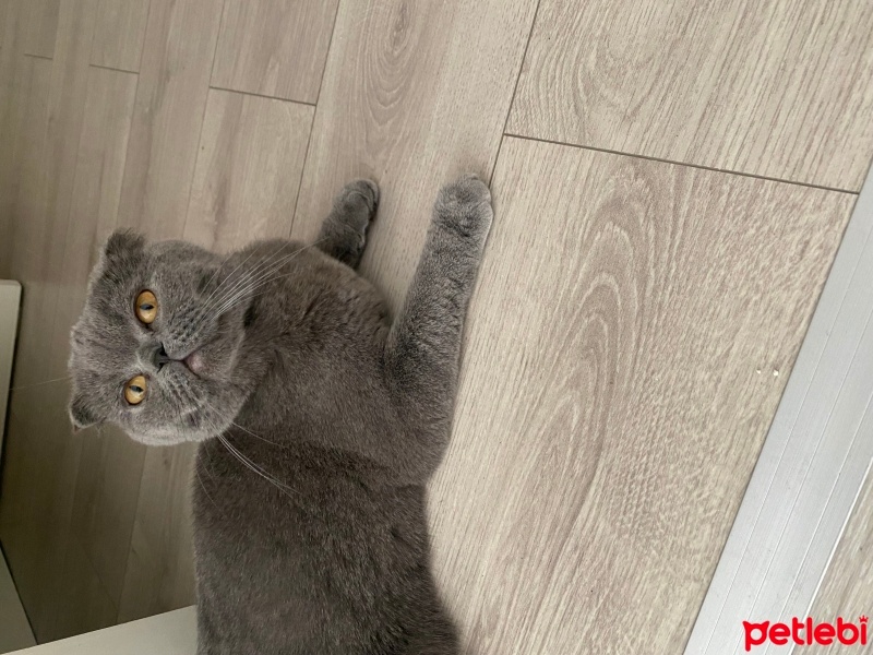 Scottish Fold, Kedi  Pamuk fotoğrafı