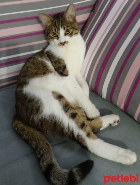 Tekir Kedi, Kedi  Miya fotoğrafı