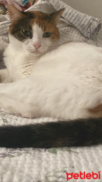 Tekir Kedi, Kedi  Tarçın fotoğrafı